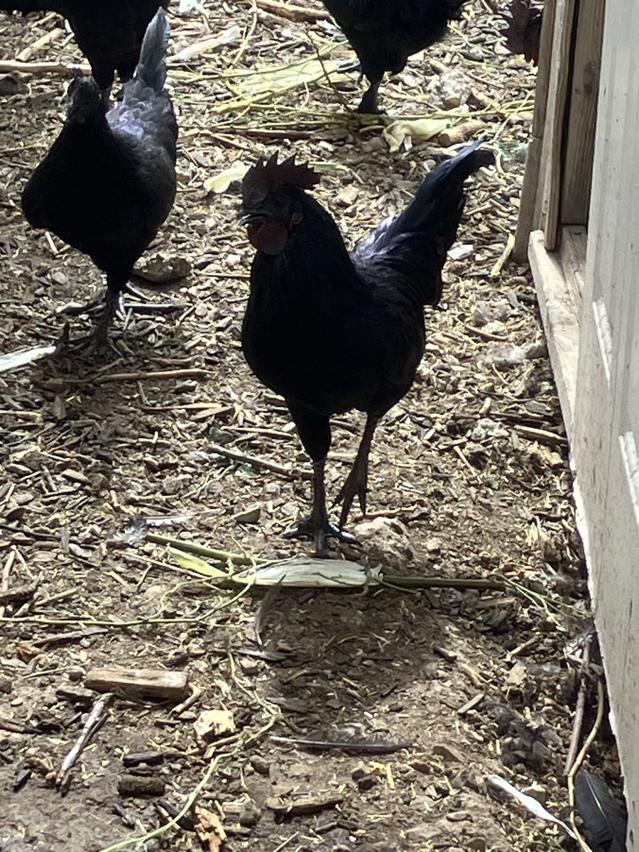 Free roosters