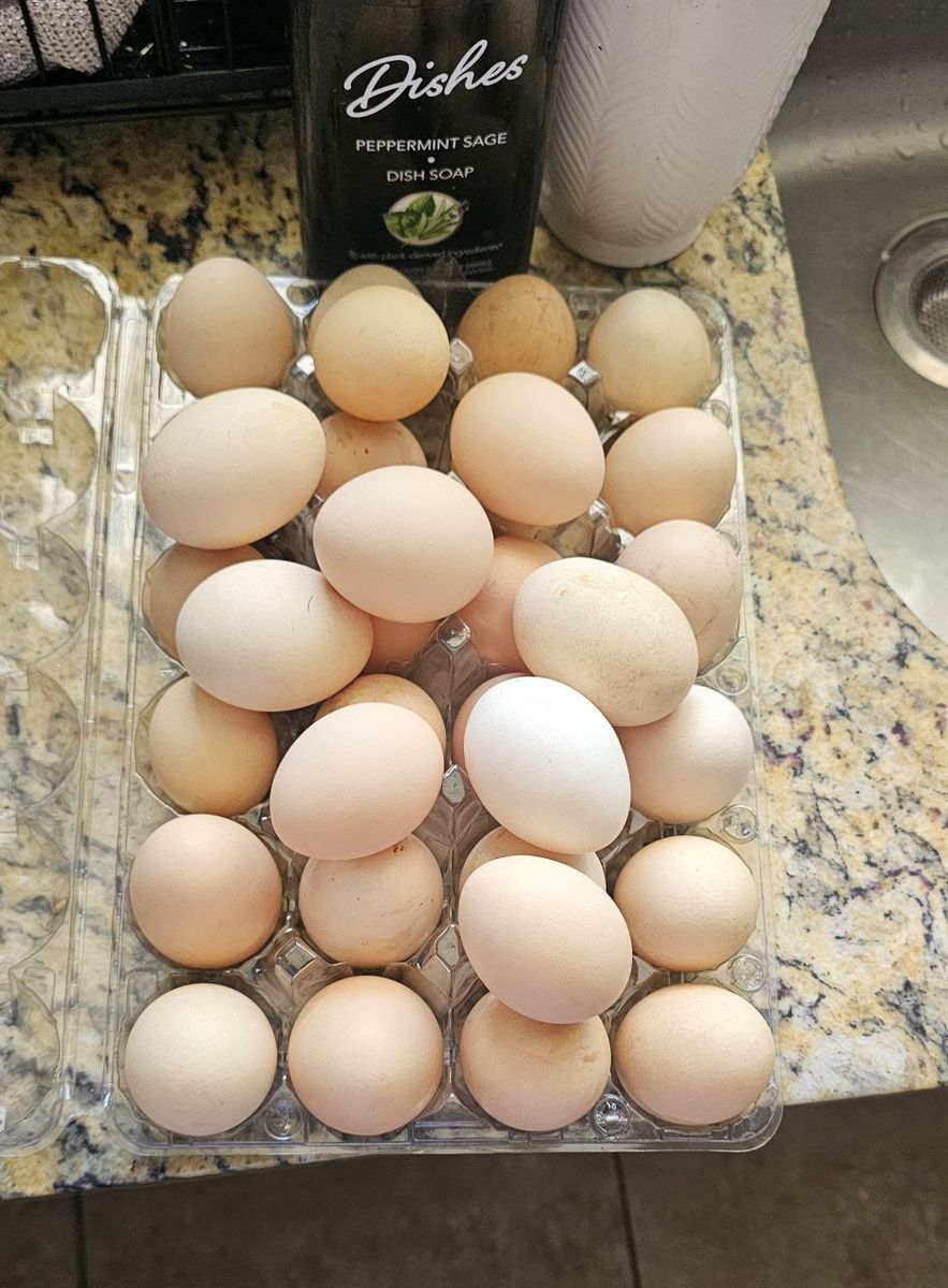 home grown eggs