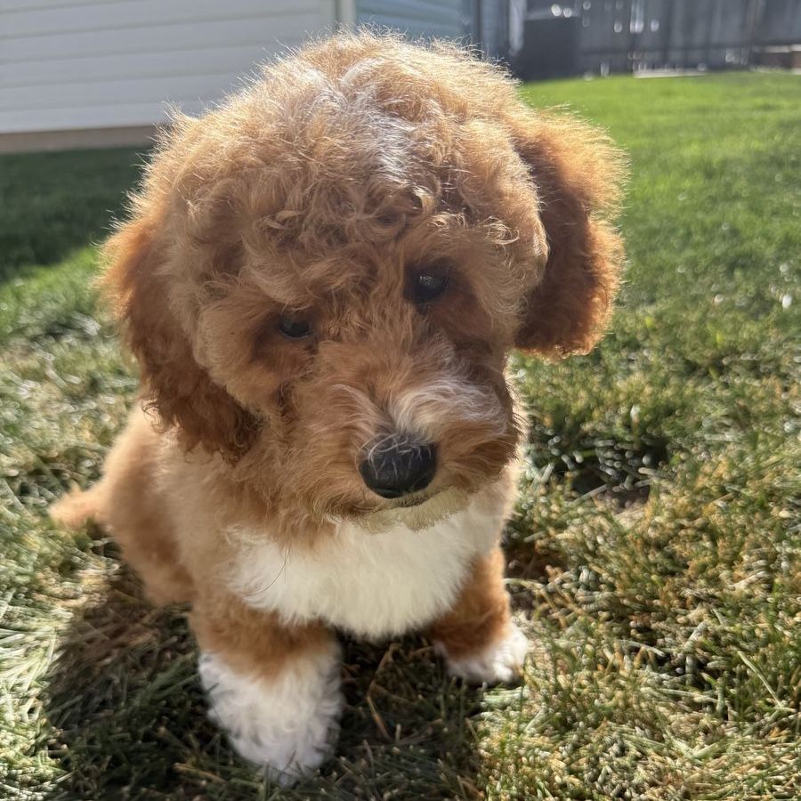 Poodle puppies