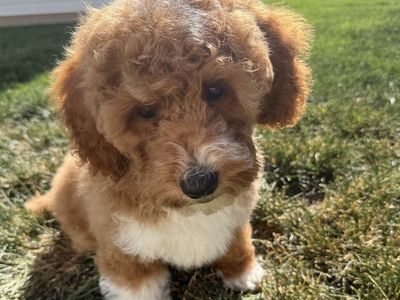 Poodle puppies