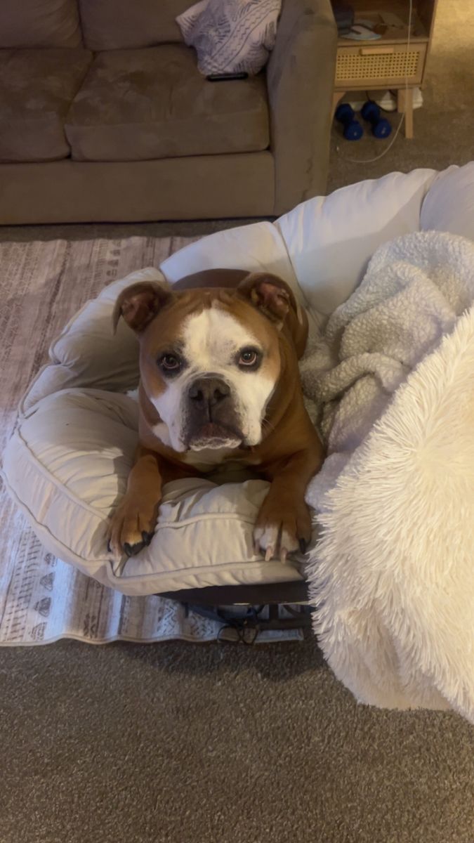 Rehoming Olde English bulldog