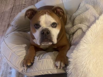 Rehoming Olde English bulldog