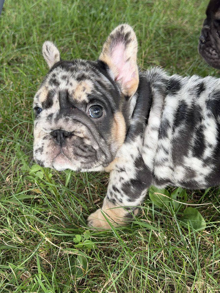 Big Rope Tweed French Bulldog