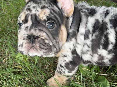 Big Rope Tweed French Bulldog