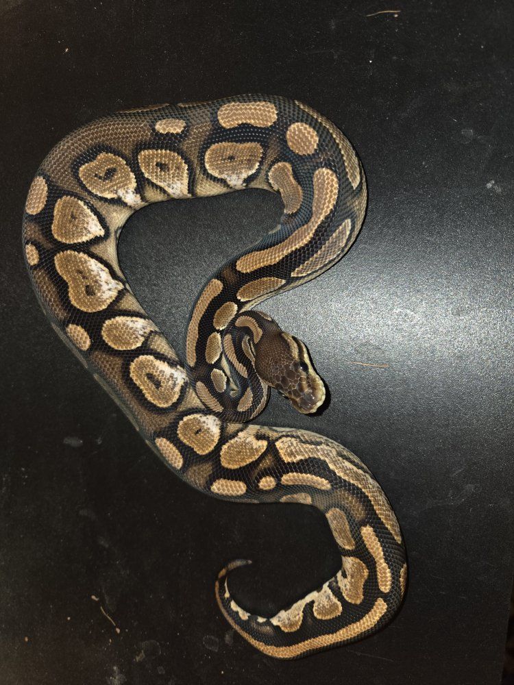 Ball Python - Healthy & Captive-Bred