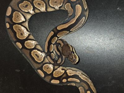 Ball Python - Healthy & Captive-Bred