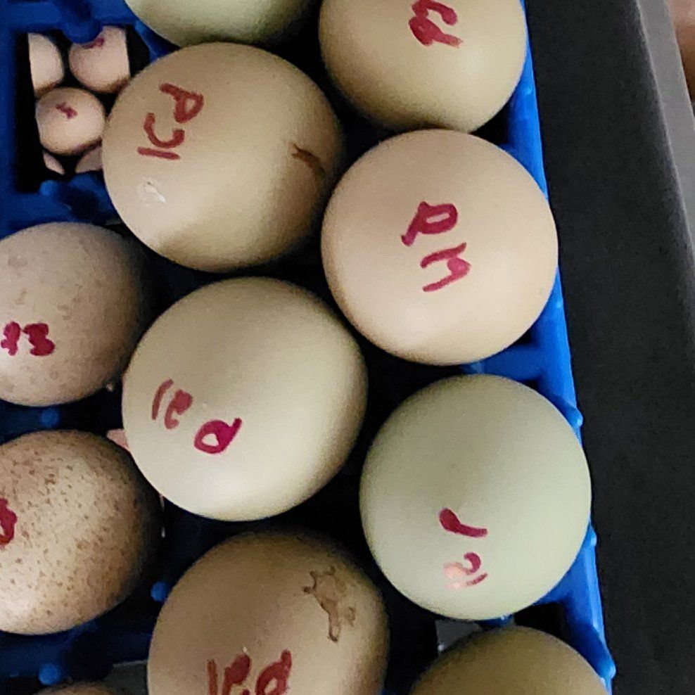 Egg - Ringneck pheasants fertile egg