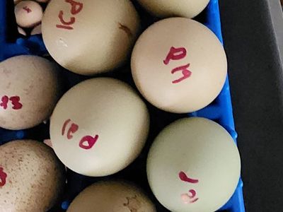 Egg - Ringneck pheasants fertile egg