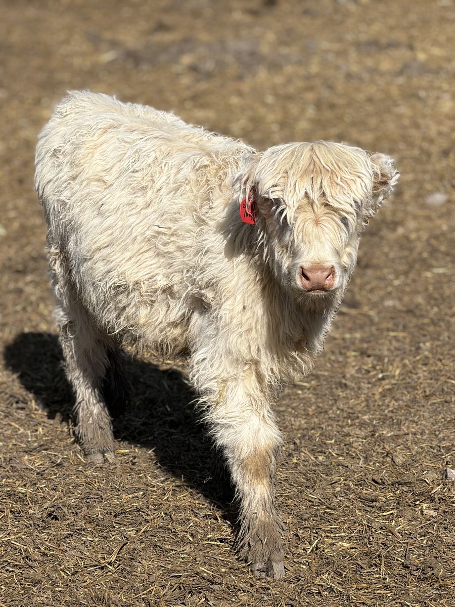Highland Heifer