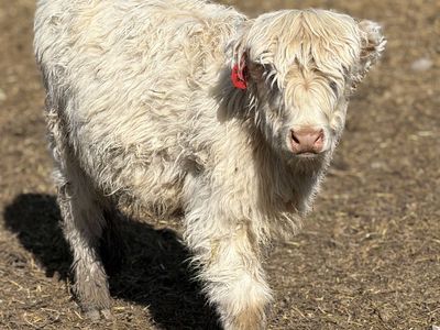 Highland Heifer