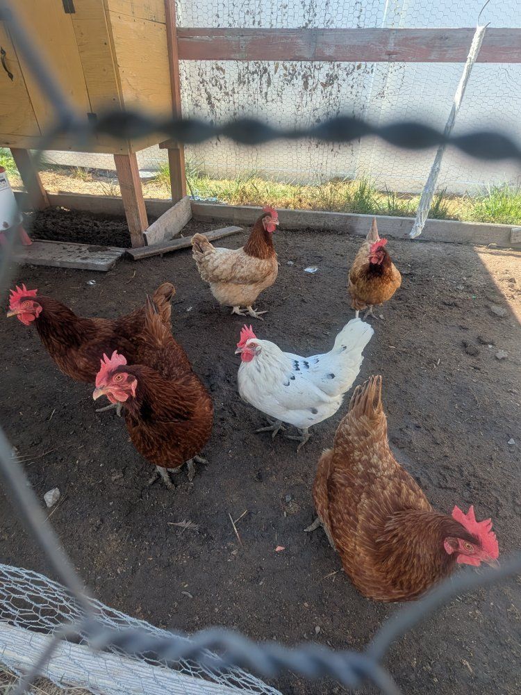 6 Laying Hens for Sale