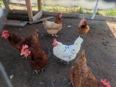6 Laying Hens for Sale