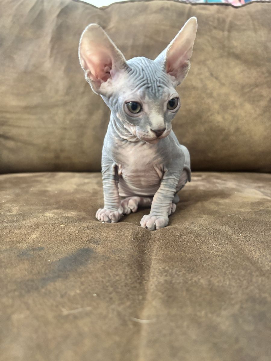 Sphynx Kitten