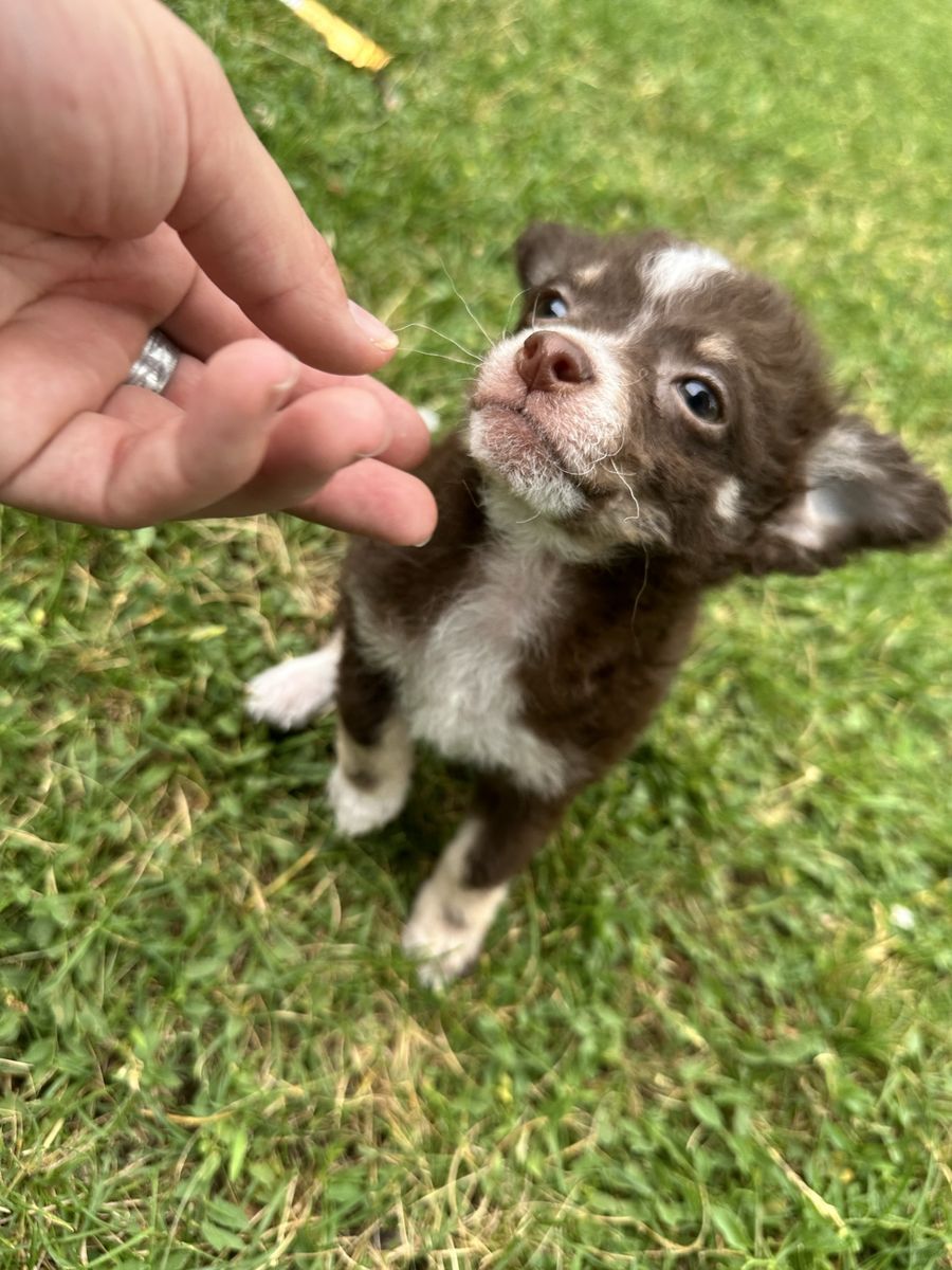 Long-Haired Chihuahua Puppy