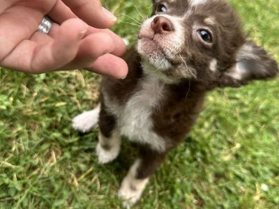Long-Haired Chihuahua Puppy