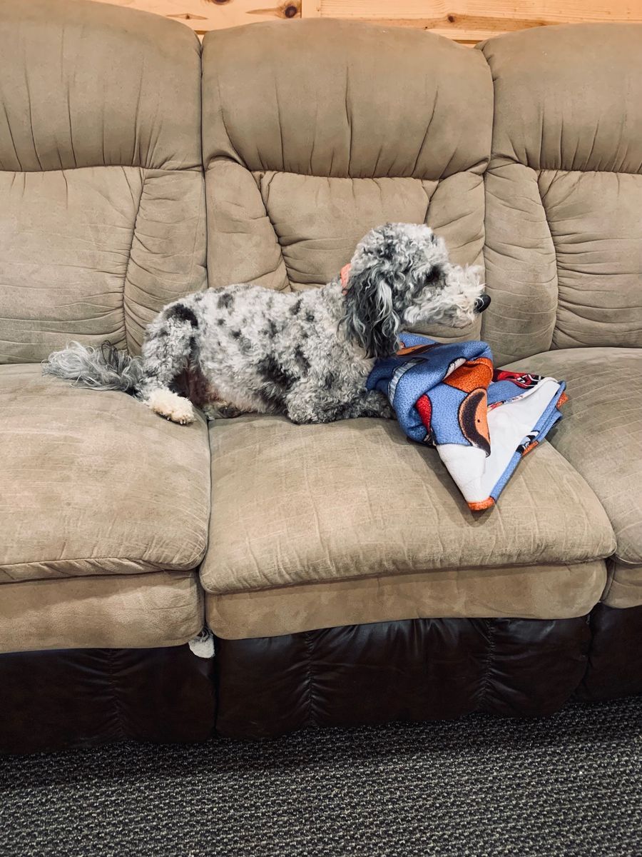 Female mini merle Bernedoodle