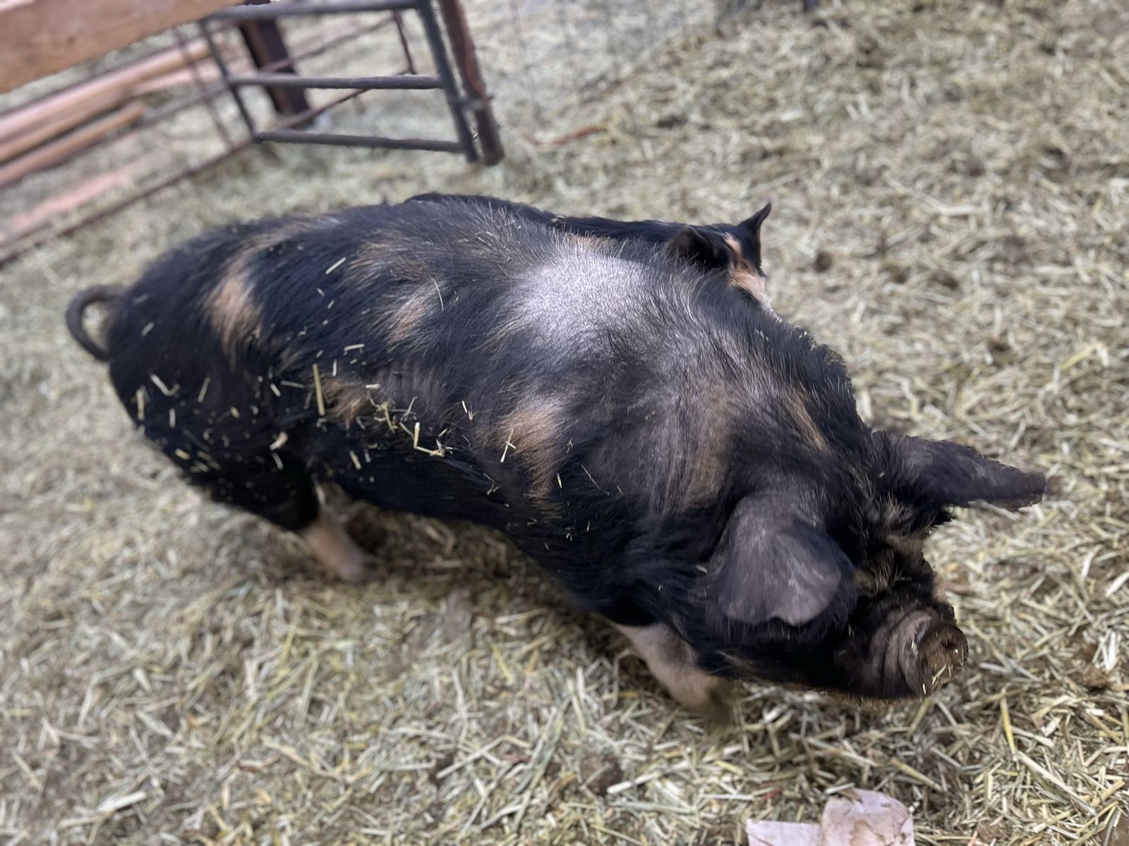 Butcher ready IPP hog