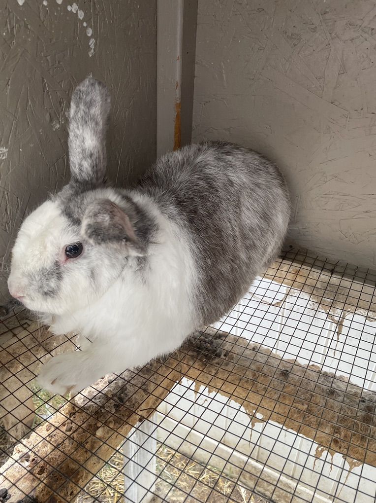 Rabbit, Unsure Which Breed