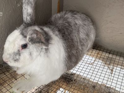 Rabbit, Unsure Which Breed