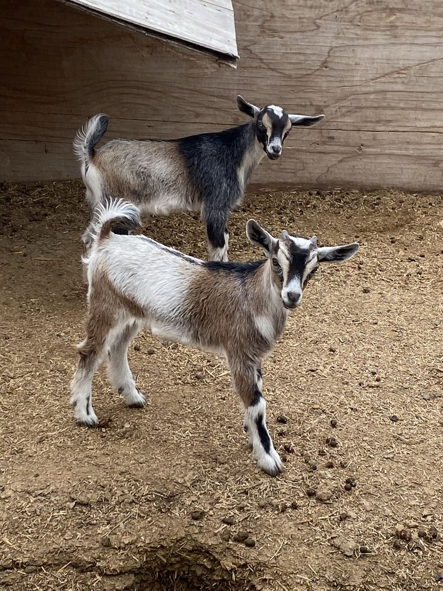 2 five week old bucklings