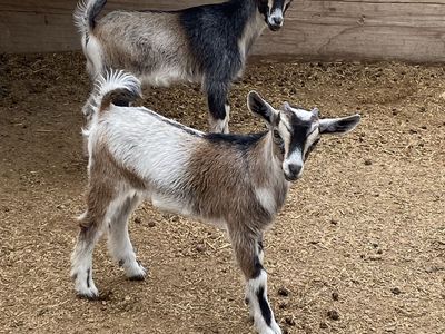 2 five week old bucklings
