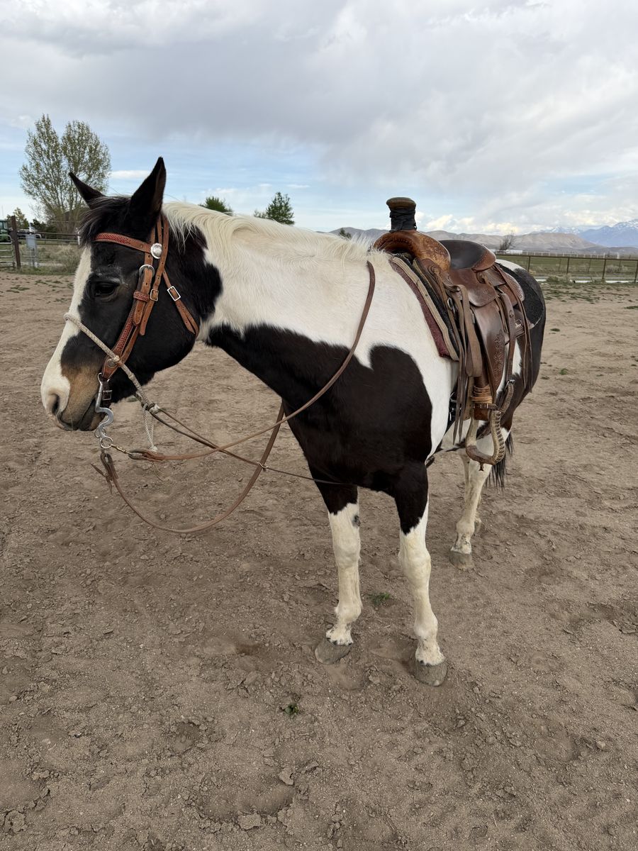 Registered Paint Mare