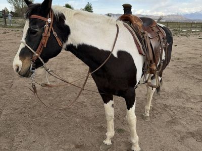 Registered Paint Mare