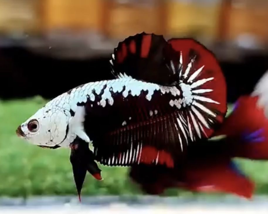 Vampire Samurai HMPK Betta