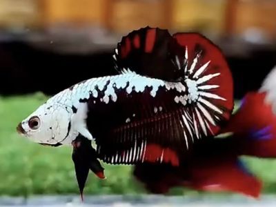 Vampire Samurai HMPK Betta