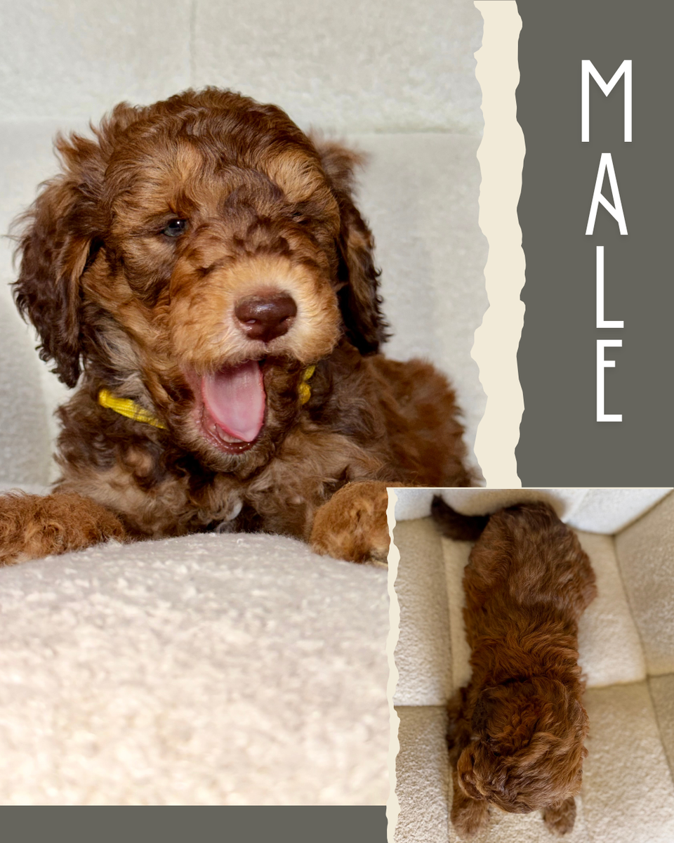 Mini-Medium Goldendoodles