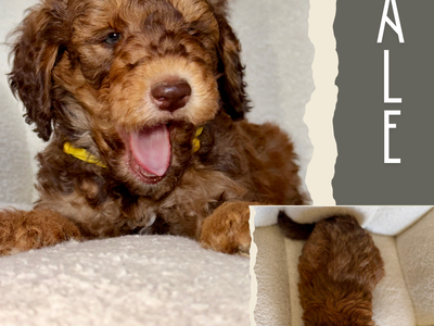 Mini-Medium Goldendoodles