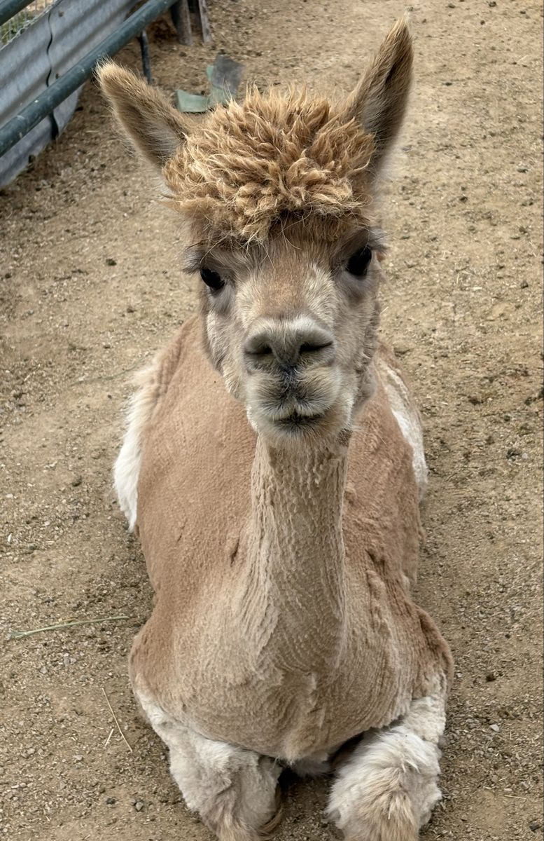 Female Alpaca