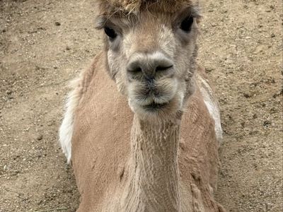 Female Alpaca