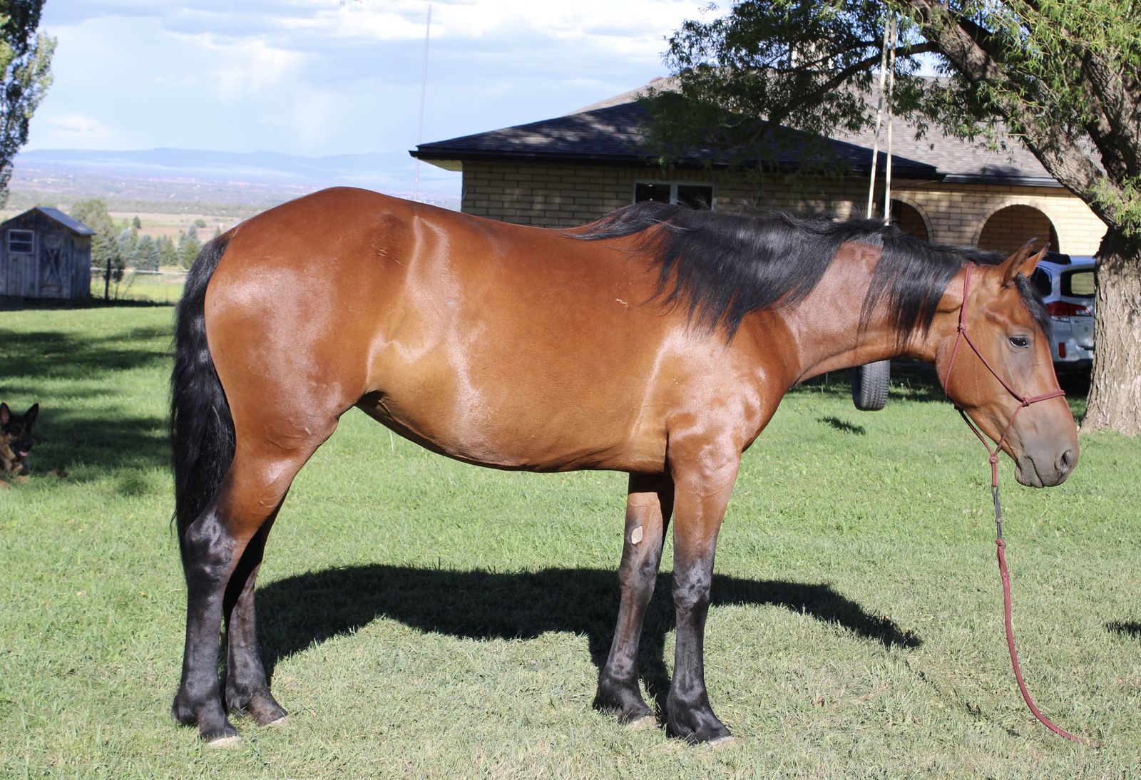 7yr mare