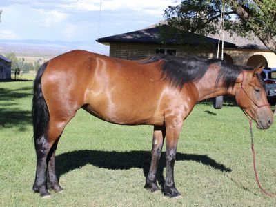 7yr mare