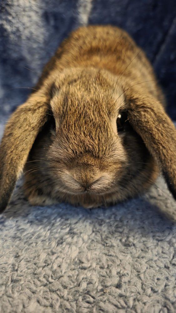 purebred Holland Lop