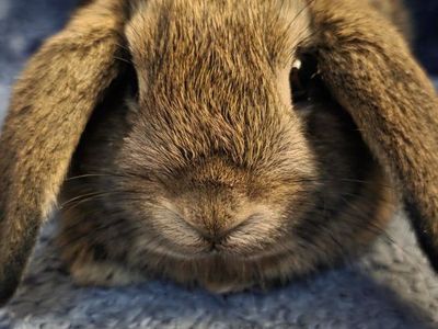 purebred Holland Lop