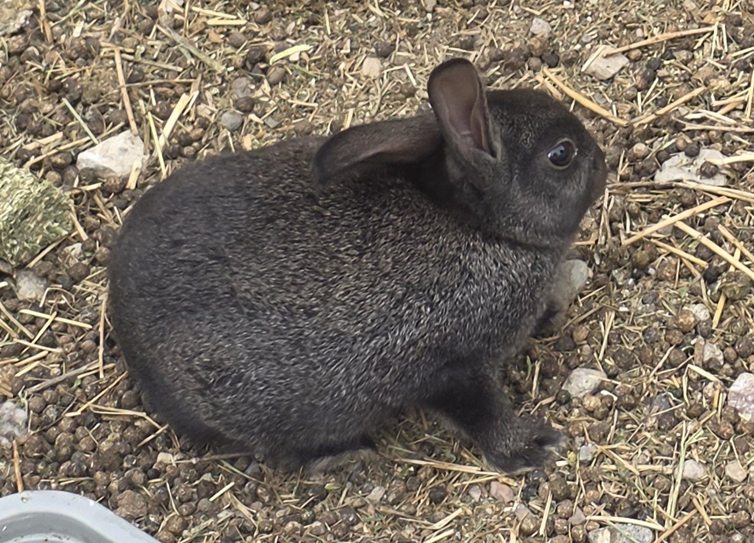Adorable Black Baby Bunny for Sale - Sweet and Playful