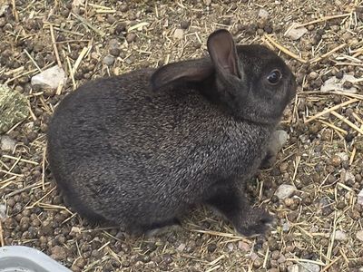 Adorable Black Baby Bunny for Sale - Sweet and Playful