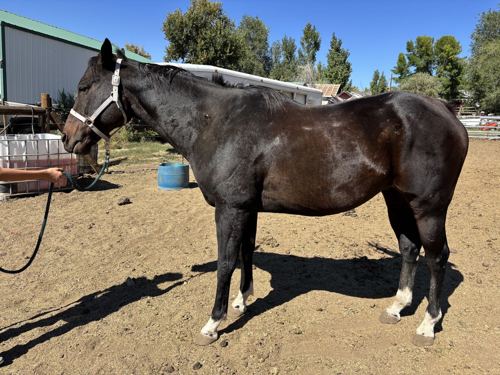 11 Year Old Mountain Horse
