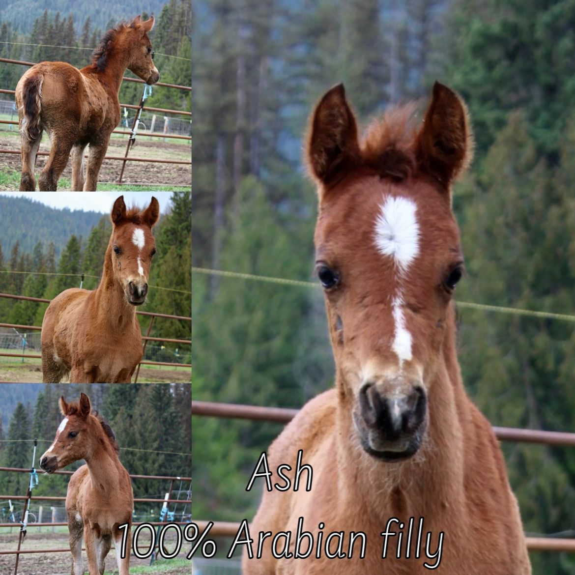 100% Arabian Filly!