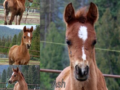 100% Arabian Filly!