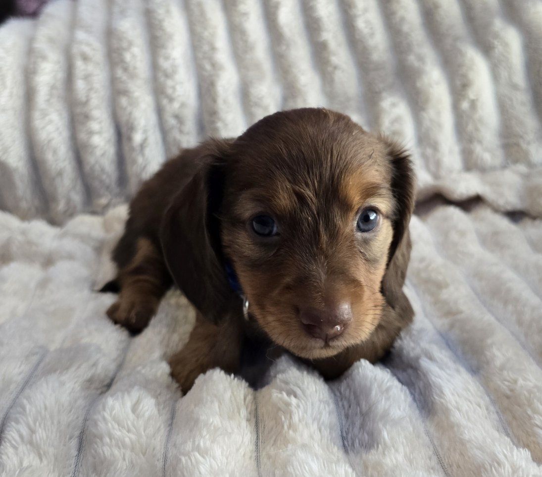 Purebred long hair mini dachshund puppies