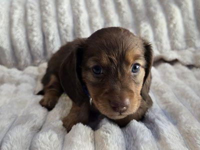Purebred long hair mini dachshund puppies