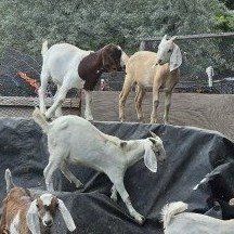 Meat goats-weed eaters