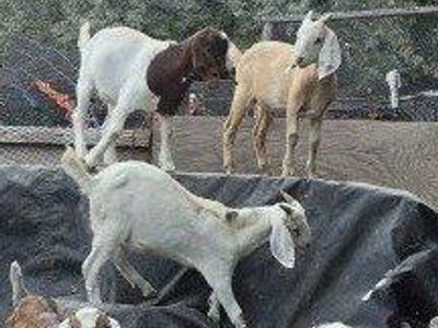 Meat goats-weed eaters