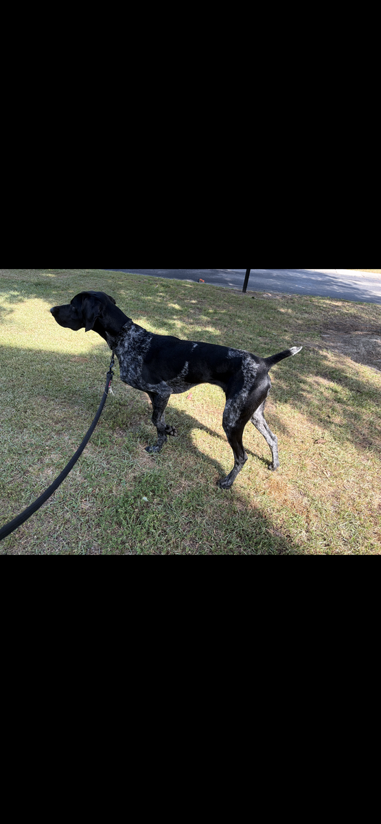1 year old German Shorthair Pointer