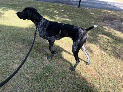 1 year old German Shorthair Pointer
