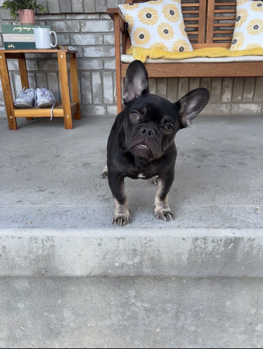 AKC French Bulldog Puppy