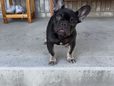 AKC French Bulldog Puppy